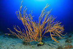 A little bit special gorgonian fan. Not the usual shape, ... by Arthur Telle Thiemann 
